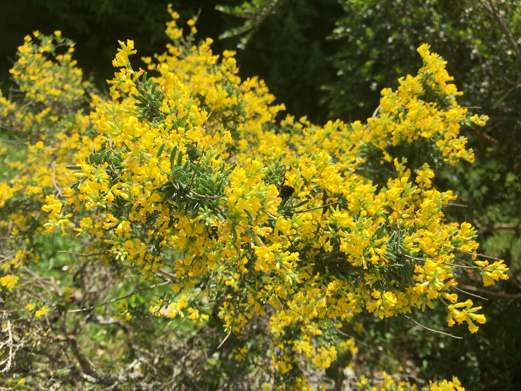 Anthyllis hermanniae